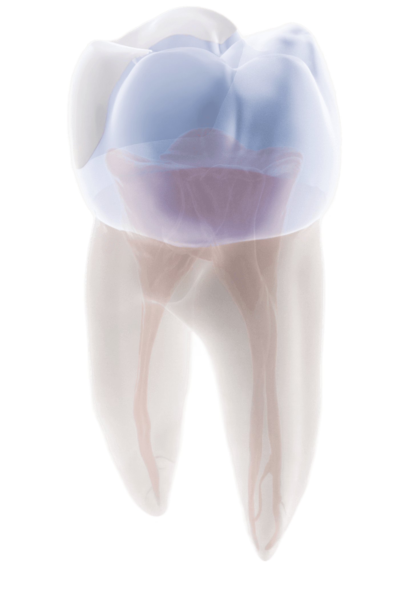tooth