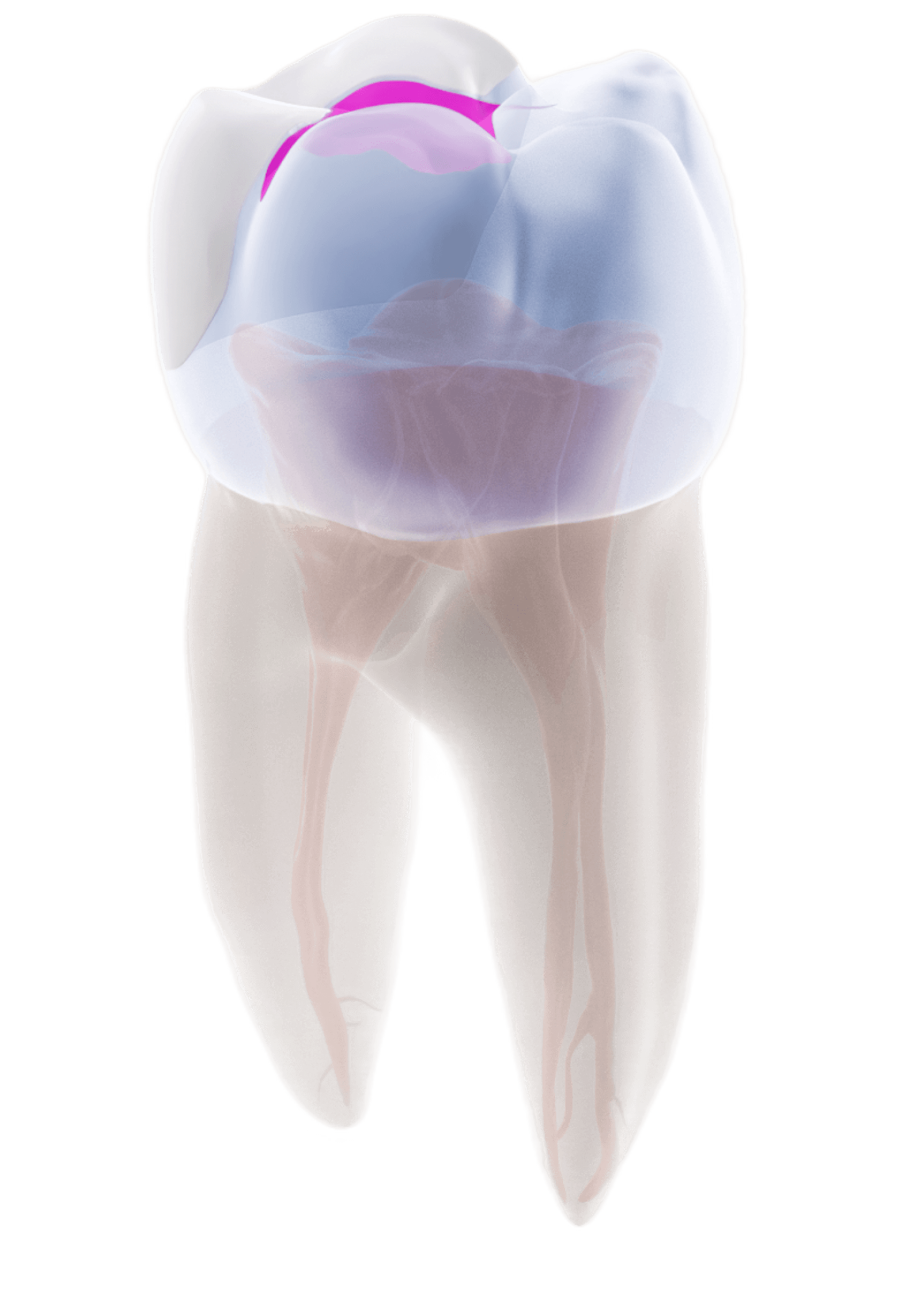 tooth