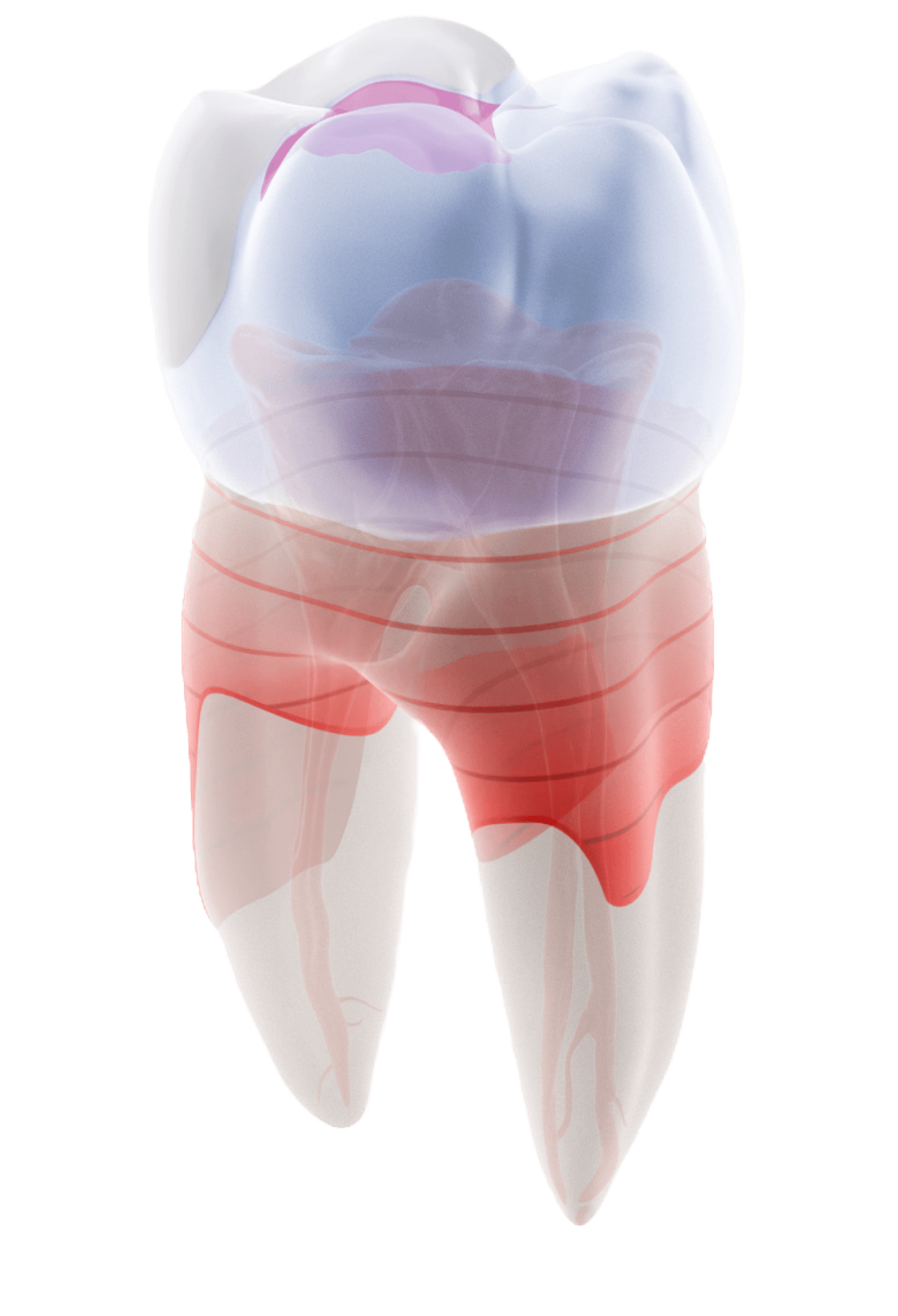 tooth