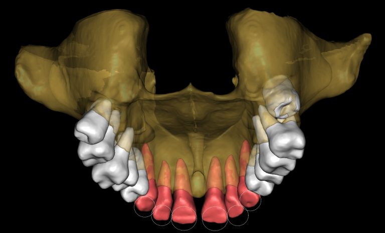 Multispeciality Clinic and Dental Service Organizations (DSO) 23